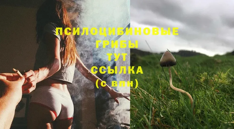 Галлюциногенные грибы Psilocybine cubensis  Воскресенск 